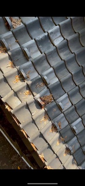 屋根面に堆積した落ち葉